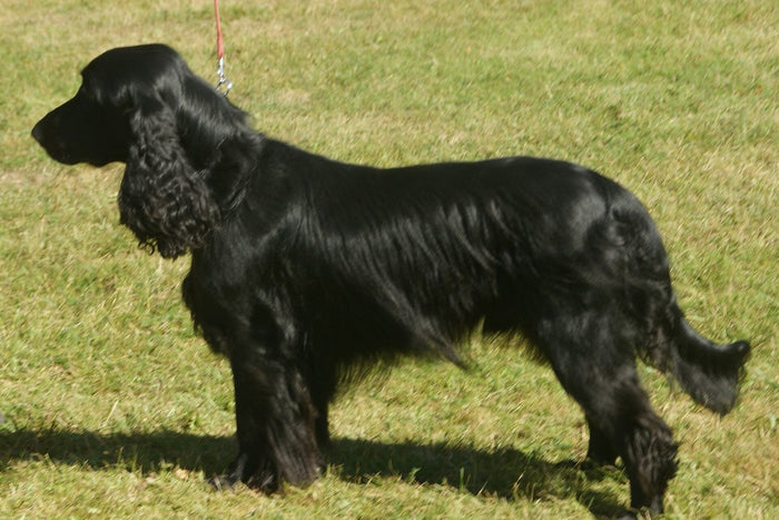 Field Spaniel — Foto: Canarian / Wikimedia Commons, CC BY-SA 4.0