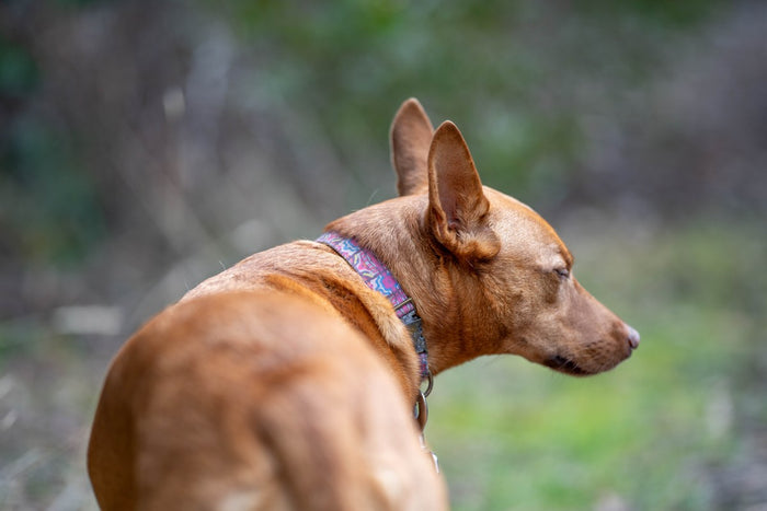 Pharaonenhund im Freien