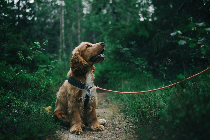 Wie Du die Bindung zu Deinem Hund stärkst: Tipps und Tricks zum Ausprobieren