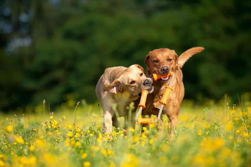 Lustige und spannende Aktivitäten für glückliche Hunde: Top 10 Spiele-Ideen