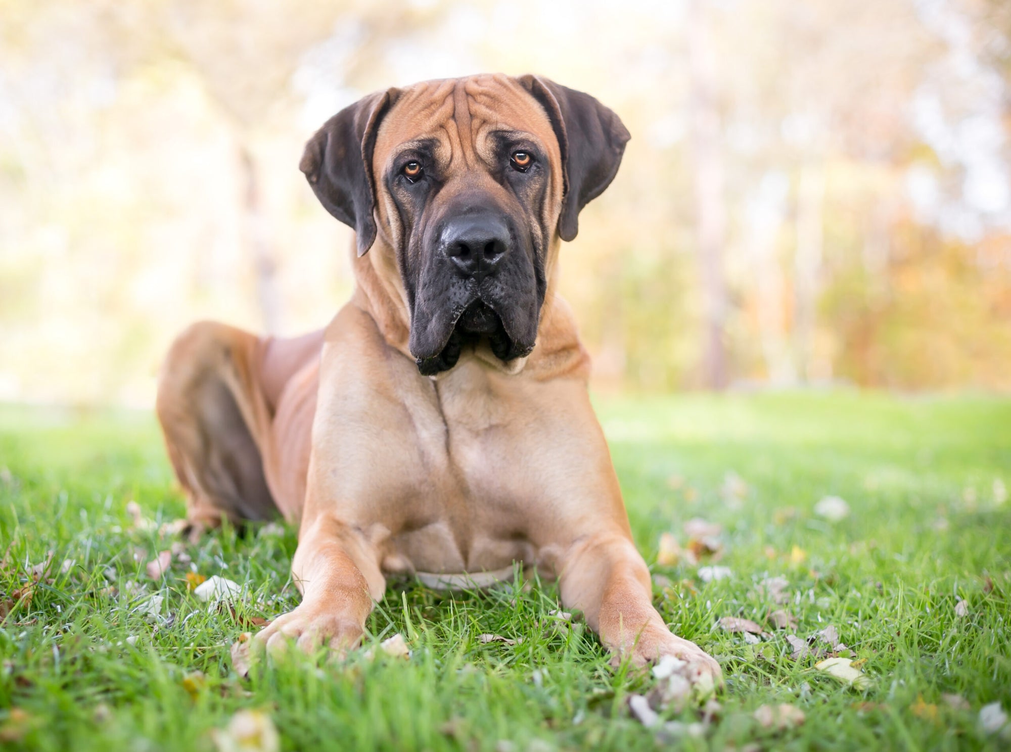 Alles, was Sie über Boerboel-Hunde wissen müssen - Rasseprofil und Bilder