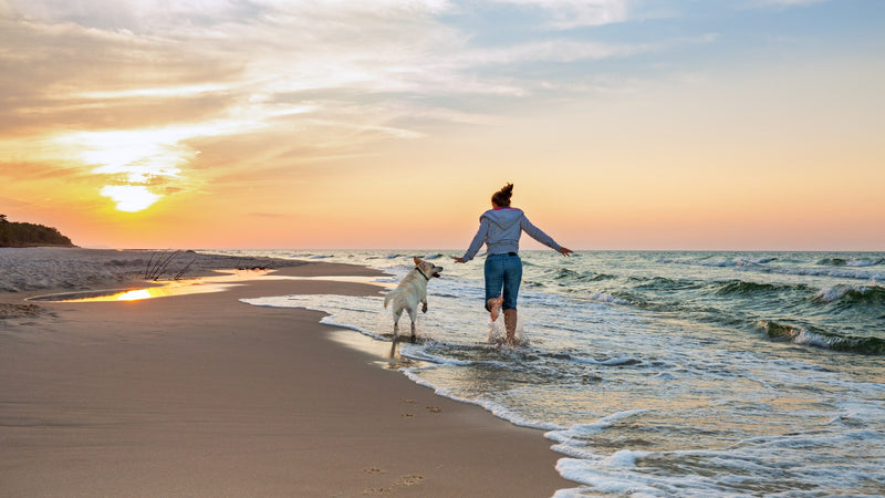 Die perfekte Auszeit am Meer mit deinem Hund: Nordsee oder Ostsee?