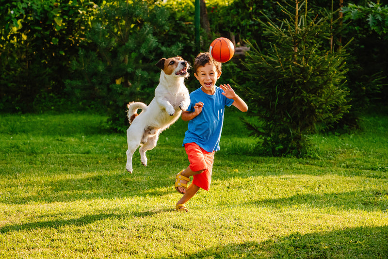 So bleibt der Hundealltag spannend: Praktische Tipps für aktive Hundehalter