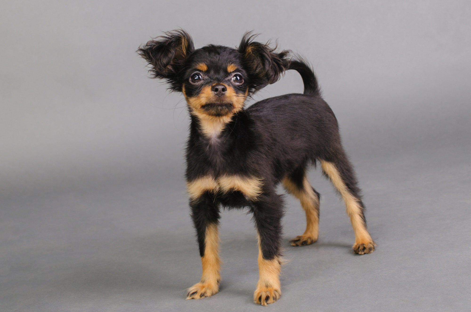 Entdecken Sie die Russkiy Toy Breed: Merkmale, Größe und Training Guide