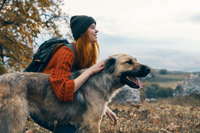 Warme Damenpullover für den Hundespaziergang – So triffst du die richtige Wahl!