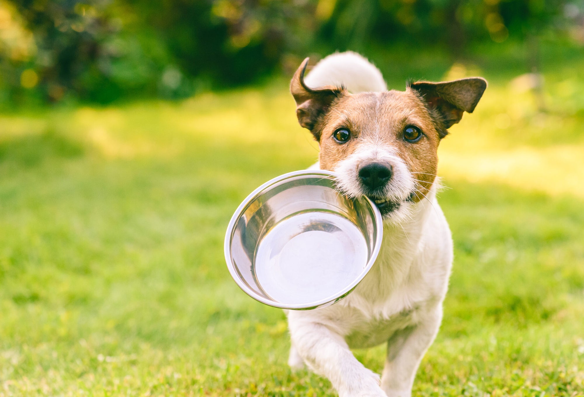 Welche Möglichkeiten gibt es, um den Hund beim einnehmen der Tabletten zu unterstützen