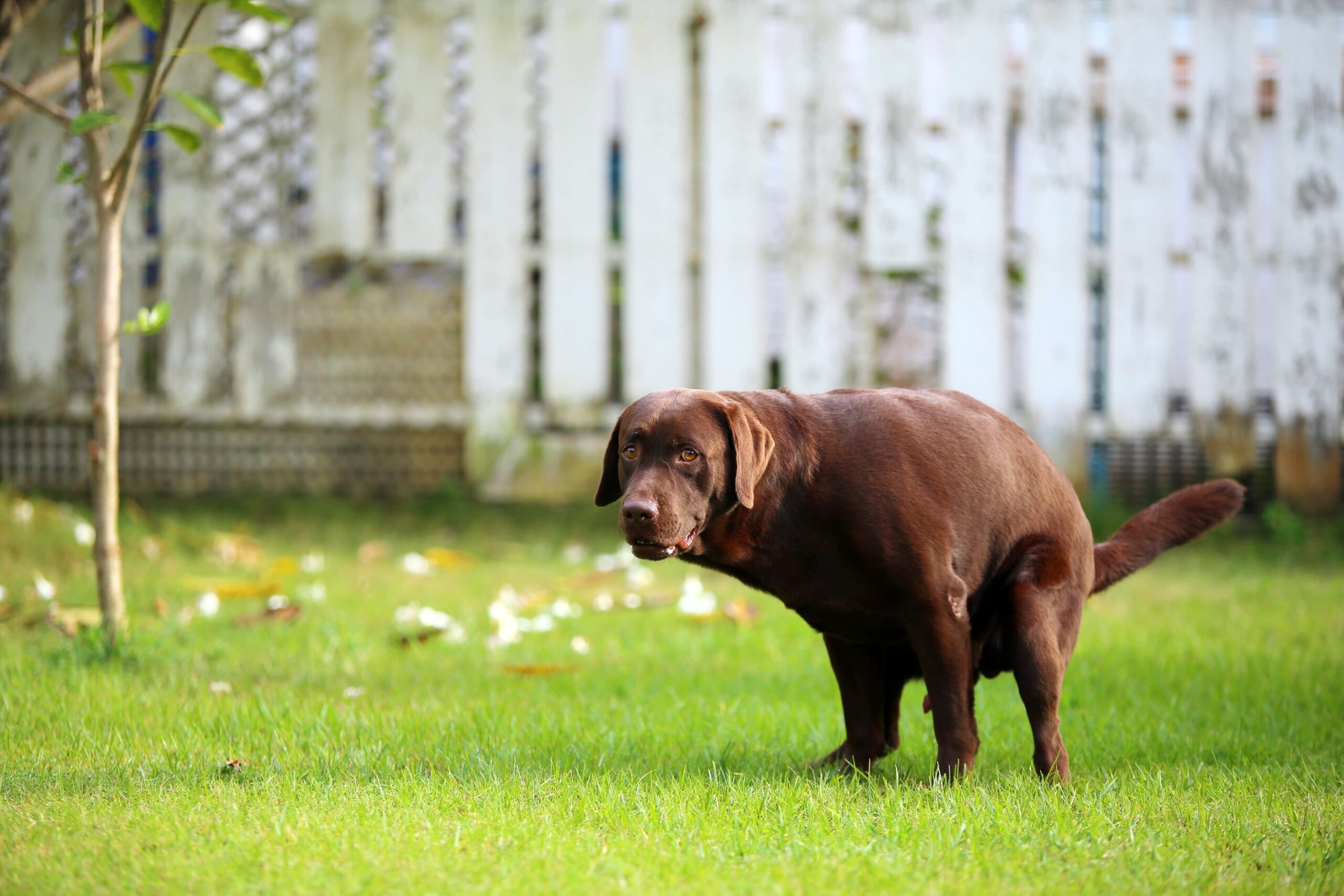 Durchfall beim Hund – Schnelle Linderung, das passende Futter und hilfreiche Tipps