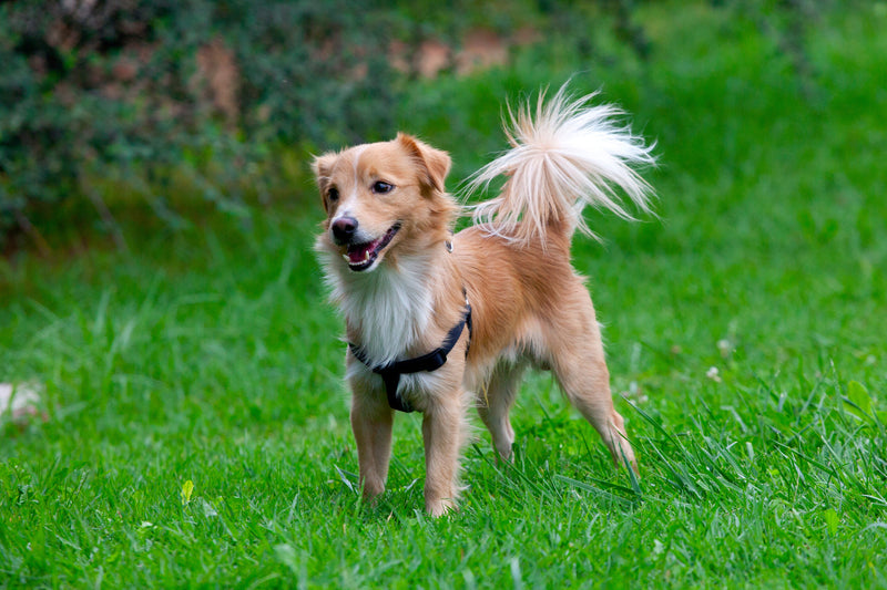 Der Kokoni: Ein anpassungsfähiger Grieche