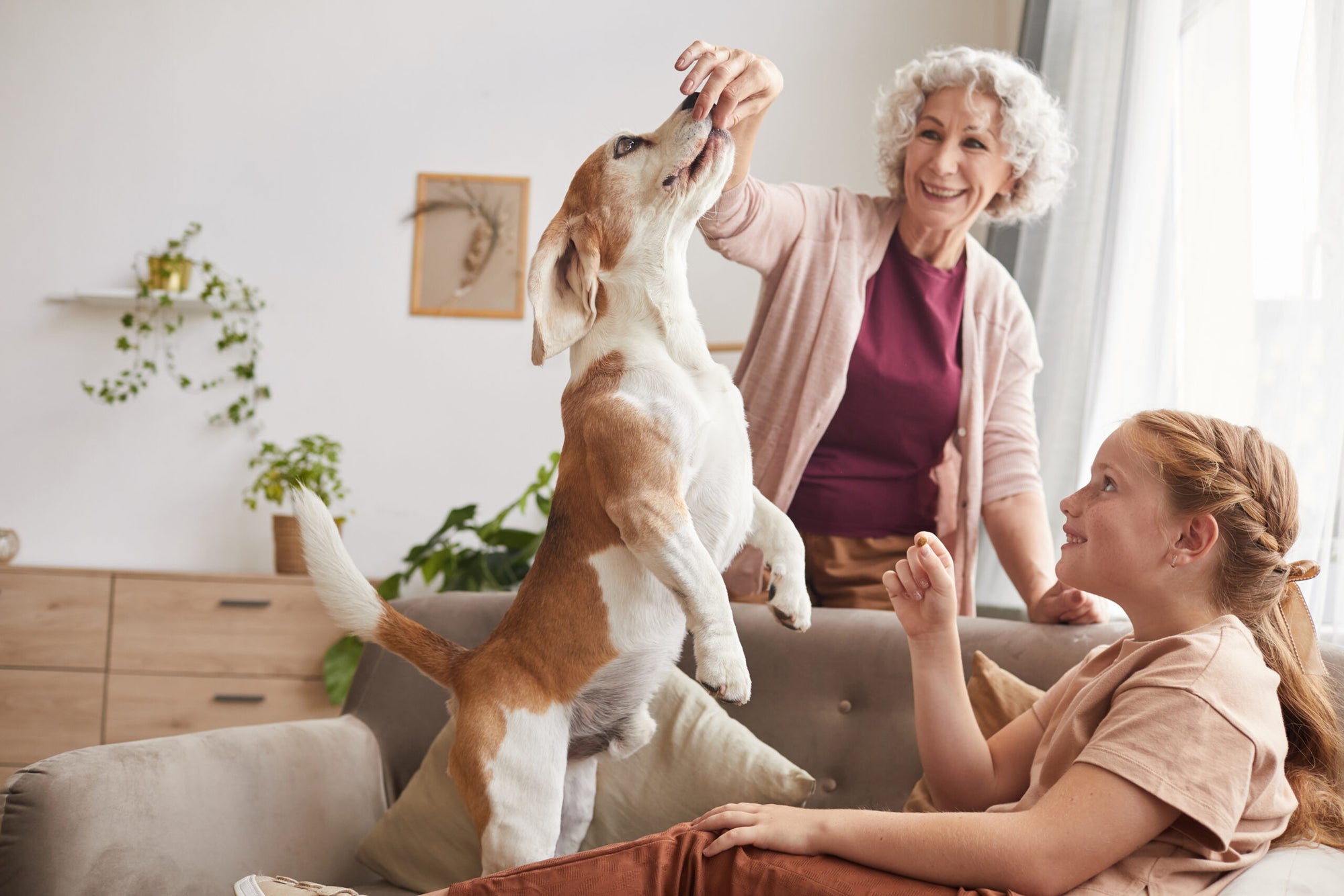 Gelenkverschleiß bei Hunden: Wie Gelenktabletten helfen können