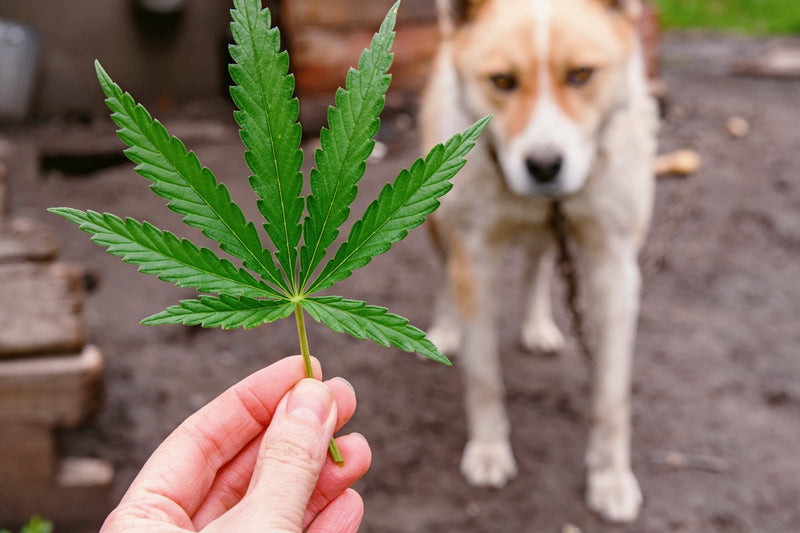 Ein ganzheitlicher Blick auf die Gesundheit unserer Haustiere: Die Bedeutung von CBD