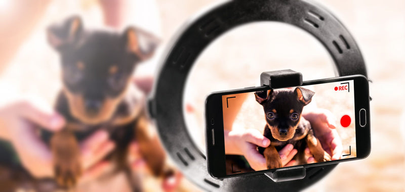 Tierische Erinnerungen bewahren: Personalisierte Fotogeschenke für Tierfreunde