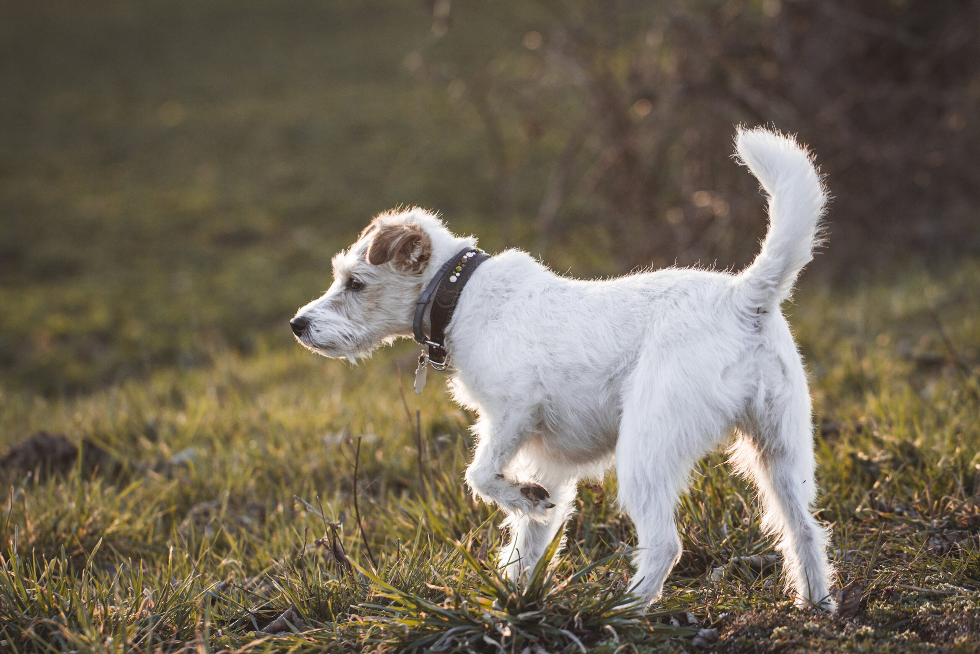 Hund humpelt nach dem Liegen: Ursachen und Behandlung