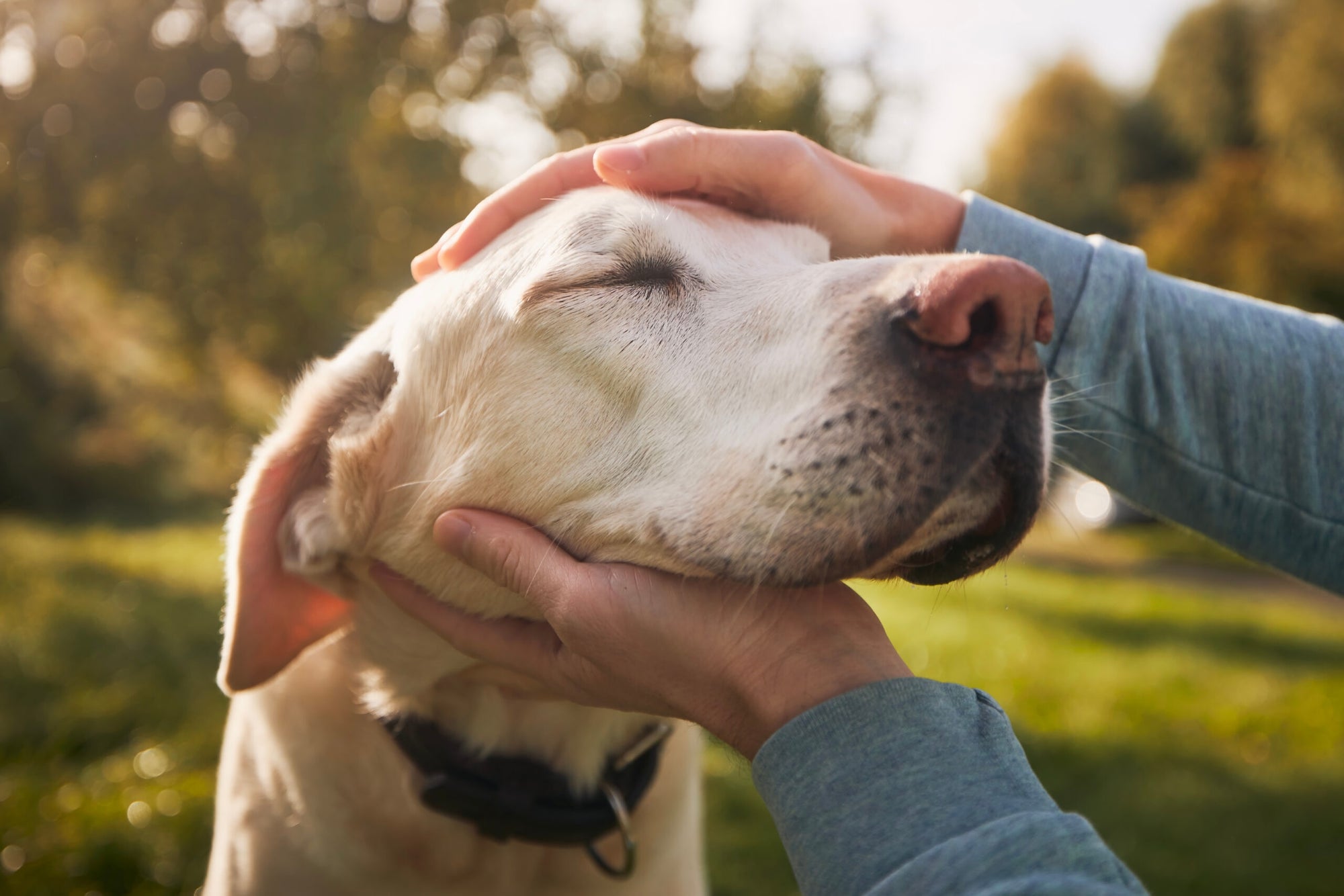 Wie Hundegelenktabletten die Mobilität und die Lebensqualität älterer Hunde verbessern können