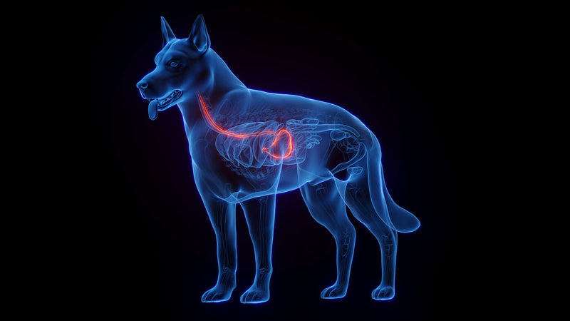 Vorbeugung und Behandlung von Gastritis bei Hunden