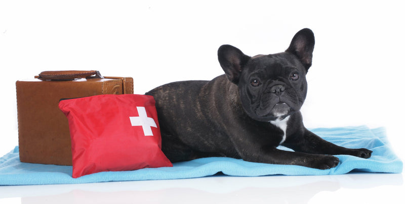 Reiseapotheke für Hunde: Was muss unbedingt mit?