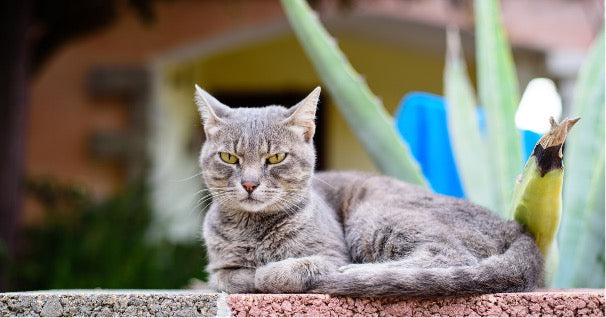 CBD-Öl für nervöse Katzen: Ein umfassender Leitfaden