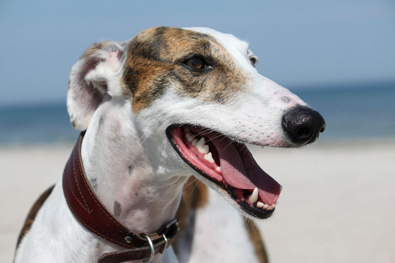 Galgo Español: Ein schnelles Energiebündel