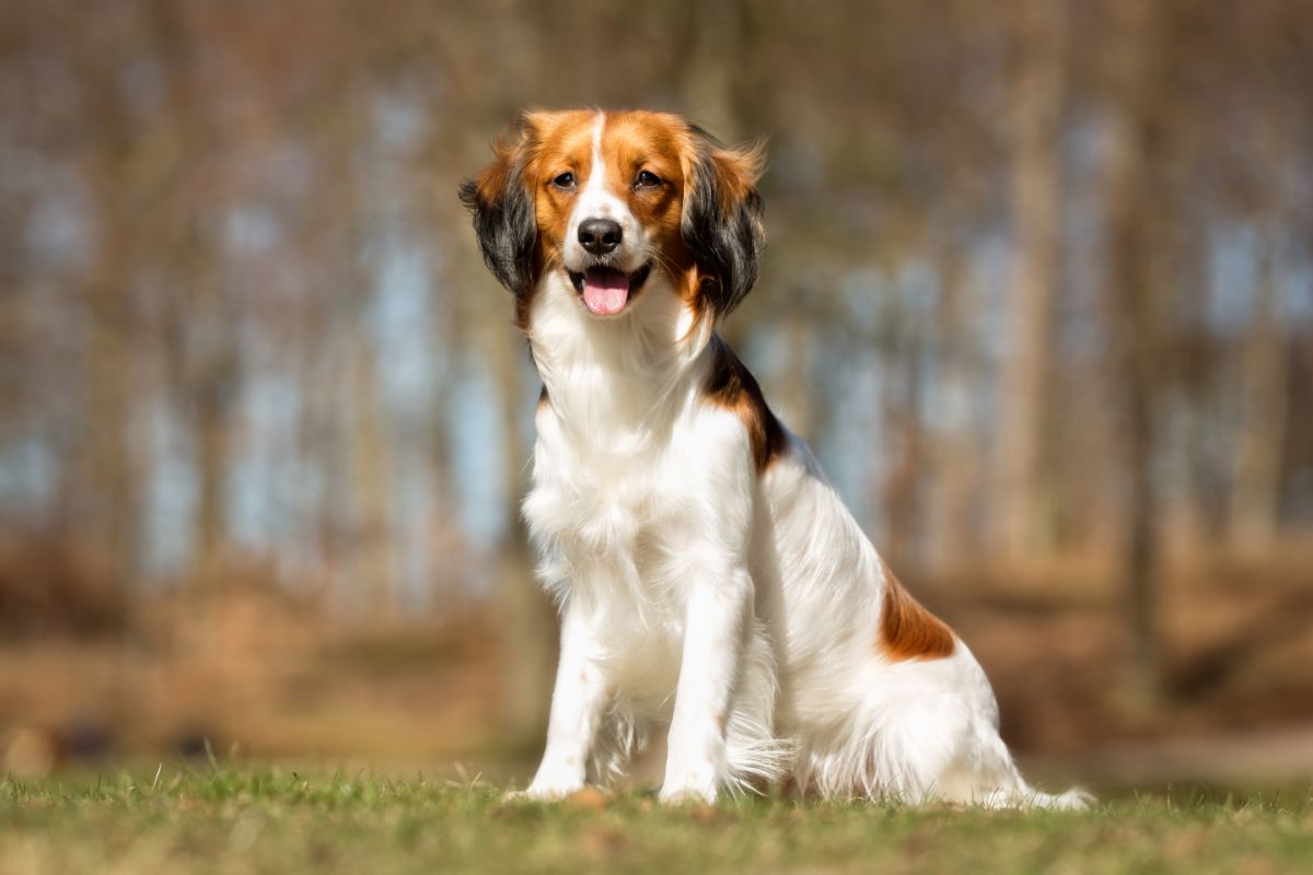 Kooikerhondje: Ein lebhafter und loyaler Hund für jedes Zuhause
