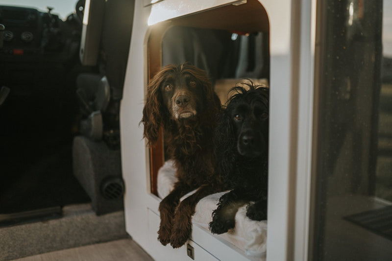 Wohnmobil mieten mit Hund und auf ins Abenteuer