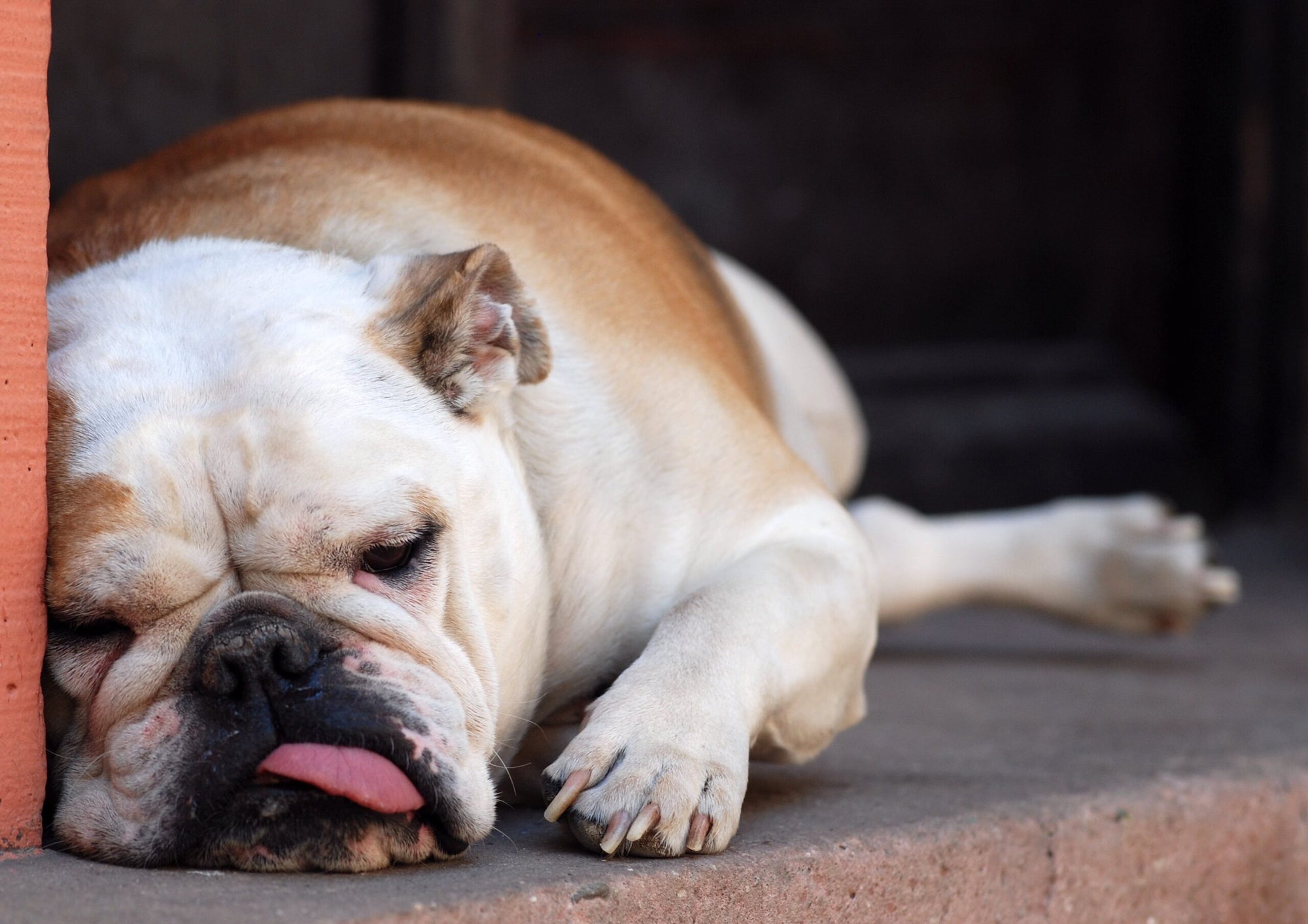 Welche Hunderasse ist keine Qualzucht? Die ehrliche Antwort für Hundebesitzer