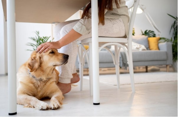 Wie man sein Zuhause anpasst, um die Gesundheit seines Hundes zu verbessern