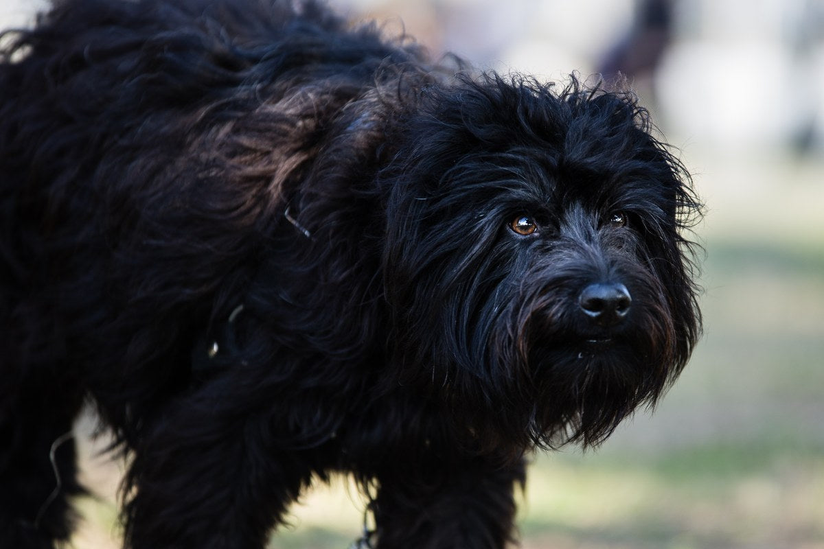 Affenpinscher: Größe, Wesen und Pflege
