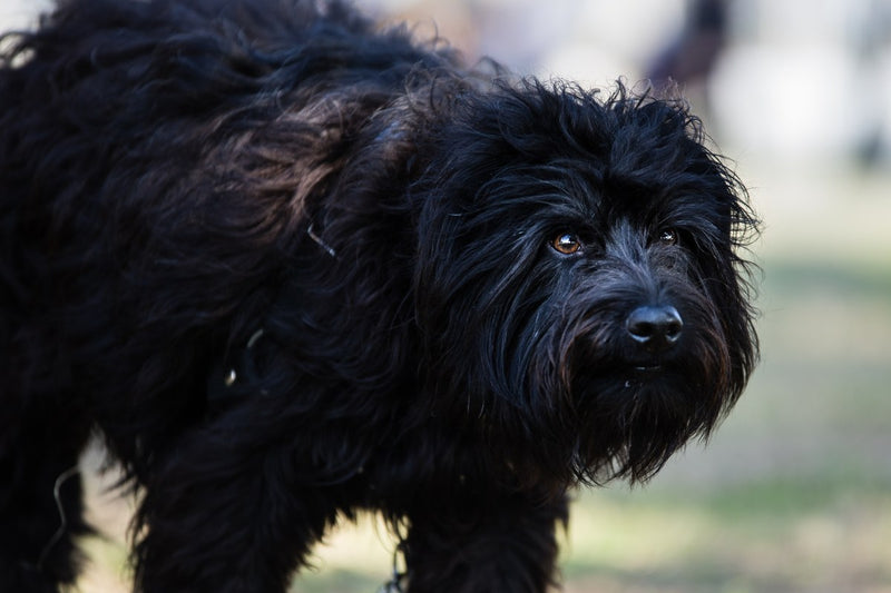 Affenpinscher: Größe, Wesen und Pflege