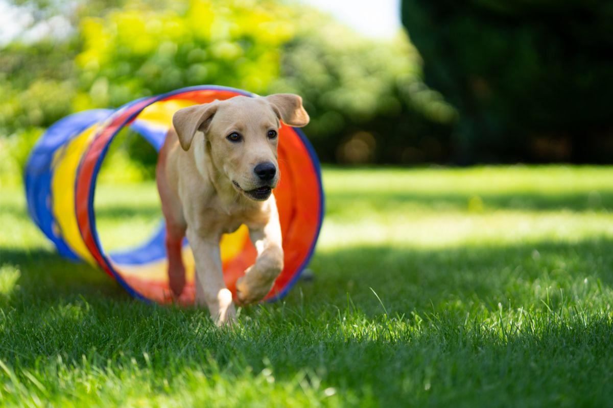 Agility Training für Hunde: Tipps und Tricks