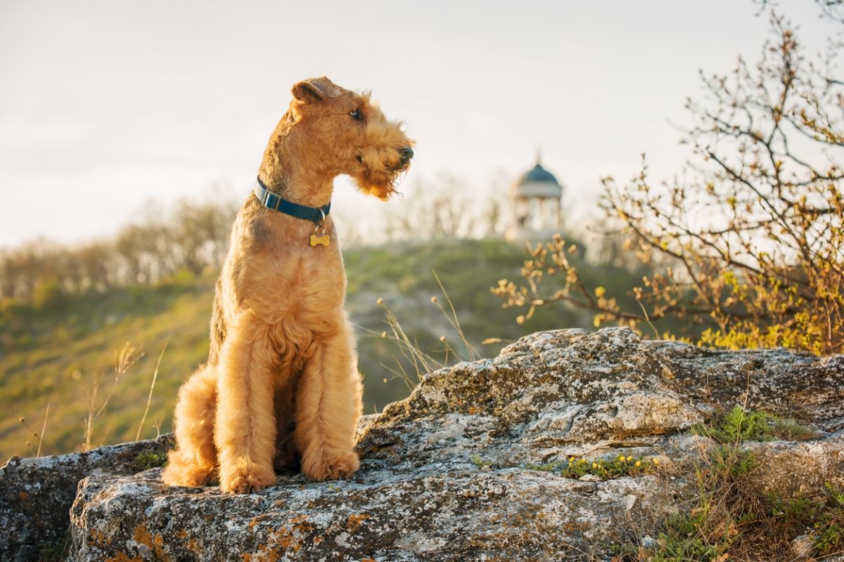 Der Airedale Terrier: Ein intelligenter und aktiver Allrounder