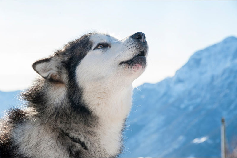 Alaskan Malamute: Der unabhängige und herzliche Schneefreund