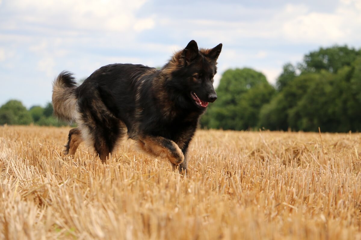 Welche Hunde sind anfällig für Gelenkerkrankungen?