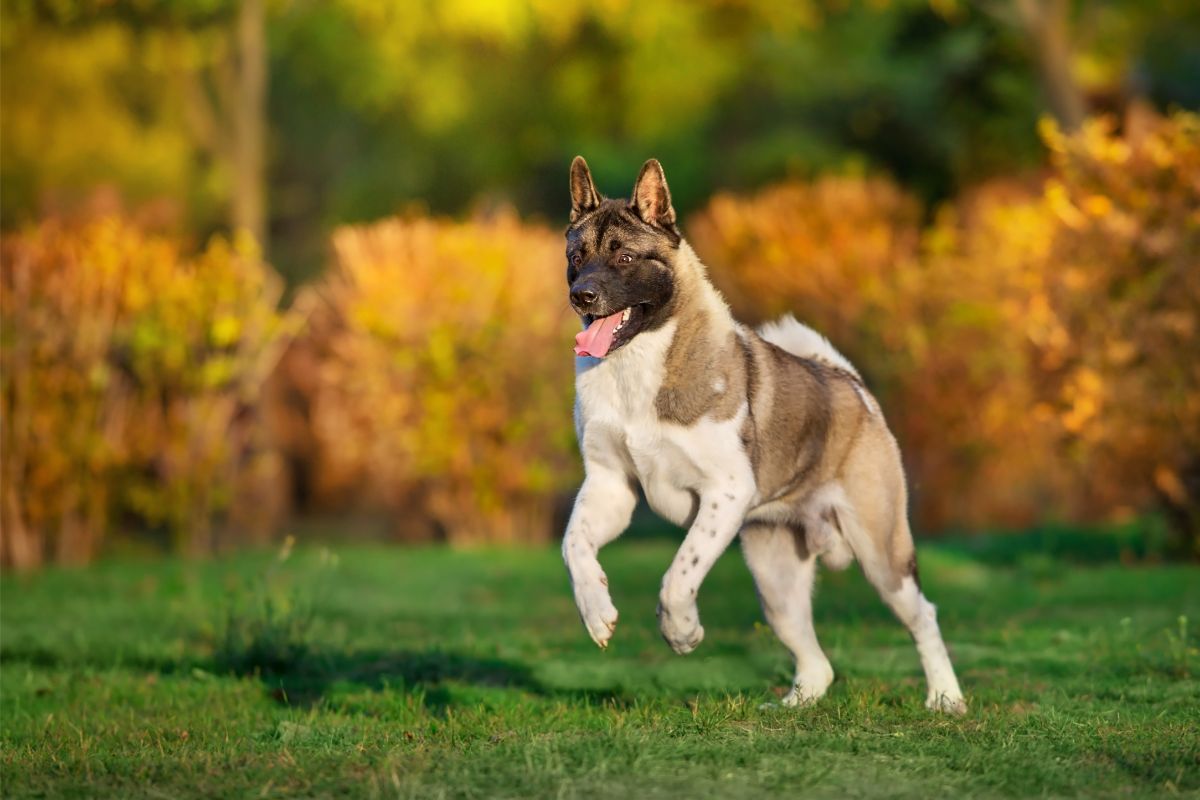 Der American Akita: Ein treuer Wächter mit eigenem Kopf
