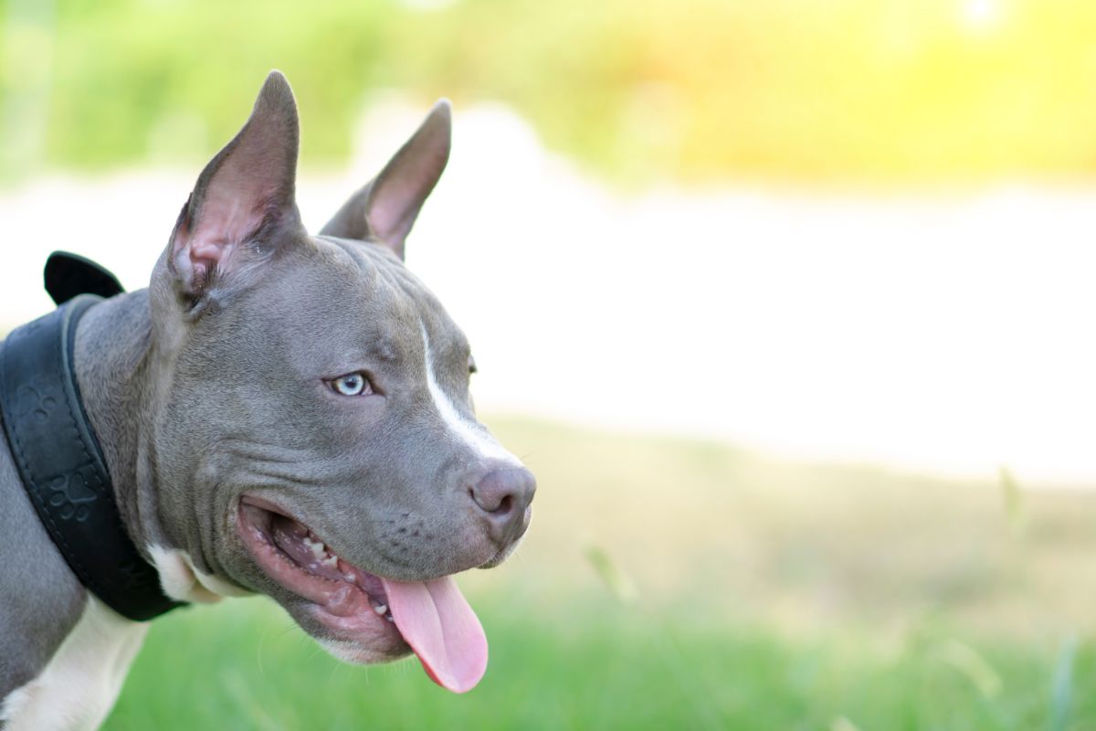 Der American Bully: Ein muskulöser Familienfreund