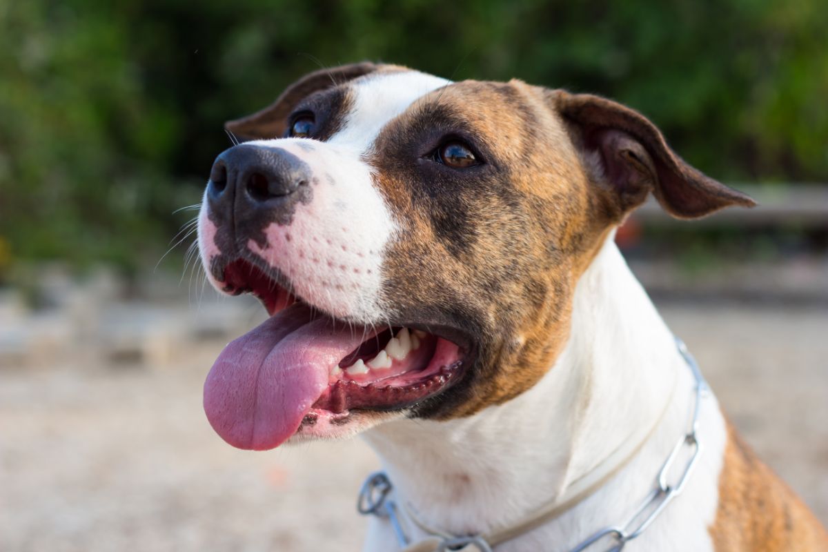 American Staffordshire Terrier: Ein loyaler und mutiger Freund