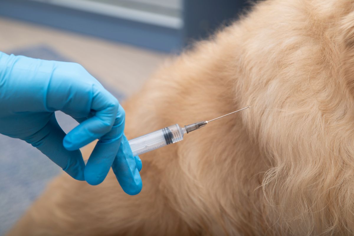 Anabole Steroide bei Hunden: Anwendung und Wirkung