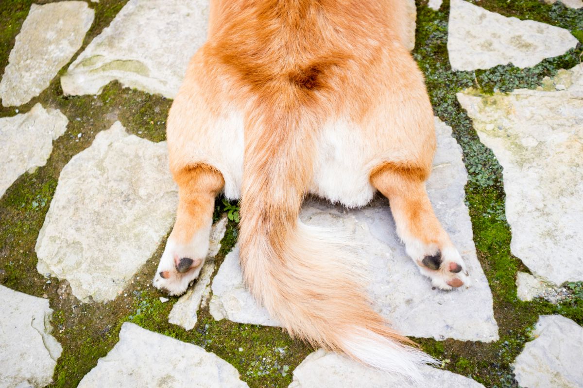 3 Häufige Ursachen für Analdrüsenentzündungen bei Hunden