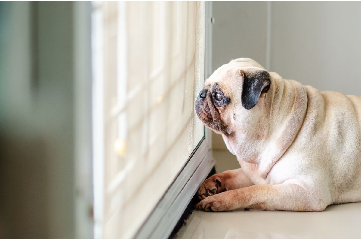 Anhänglichkeit bei Hunden: Was ist zu viel?