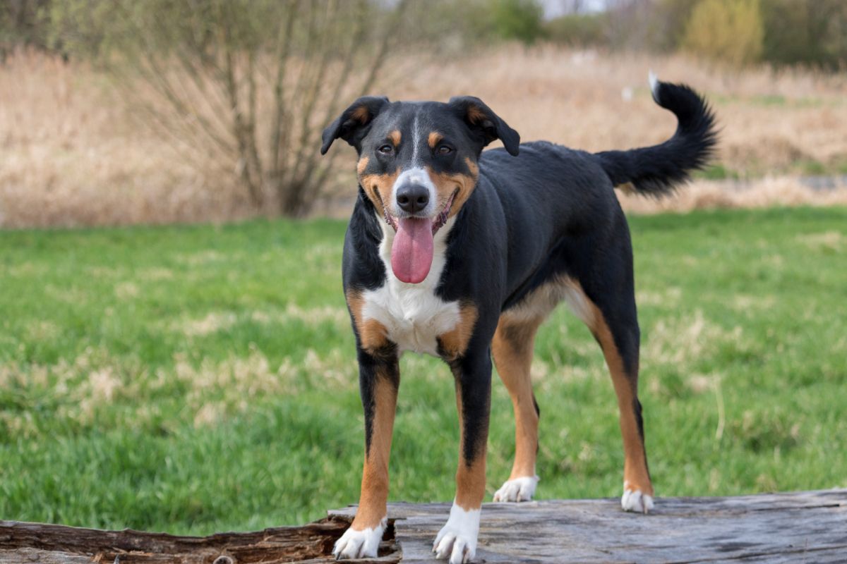 Appenzeller Sennenhund: Familienhund mit Schutzinstinkt