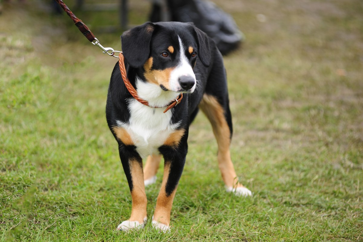 Appenzeller Sennenhund: Größe, Wesen und Haltung