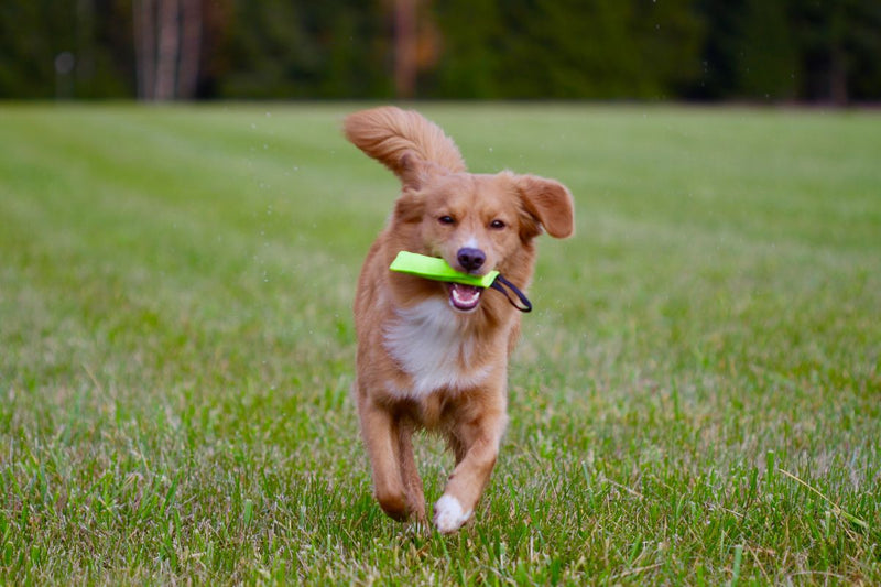 Apportieren lernen: Die besten Tipps für Dich und Deinen Hund