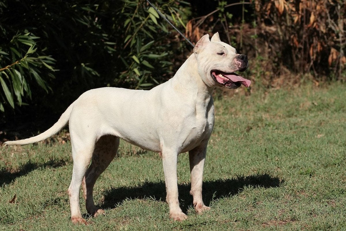 Argentinische Dogge: Standard und Rechtslage