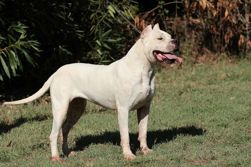 Argentinische Dogge: Standard und Rechtslage