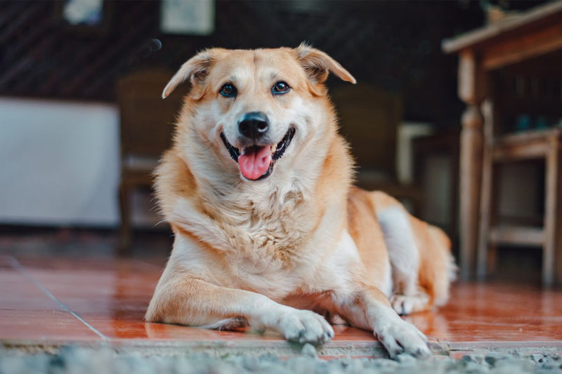 Arthritis bei Hunden: Erkennen und Behandeln