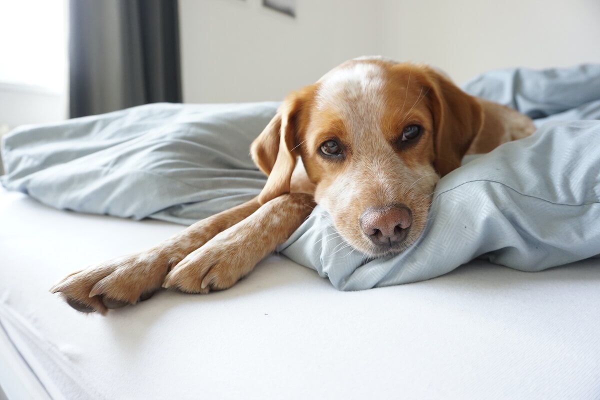 Arthrose bei Hunden: Symptome und Ursachen