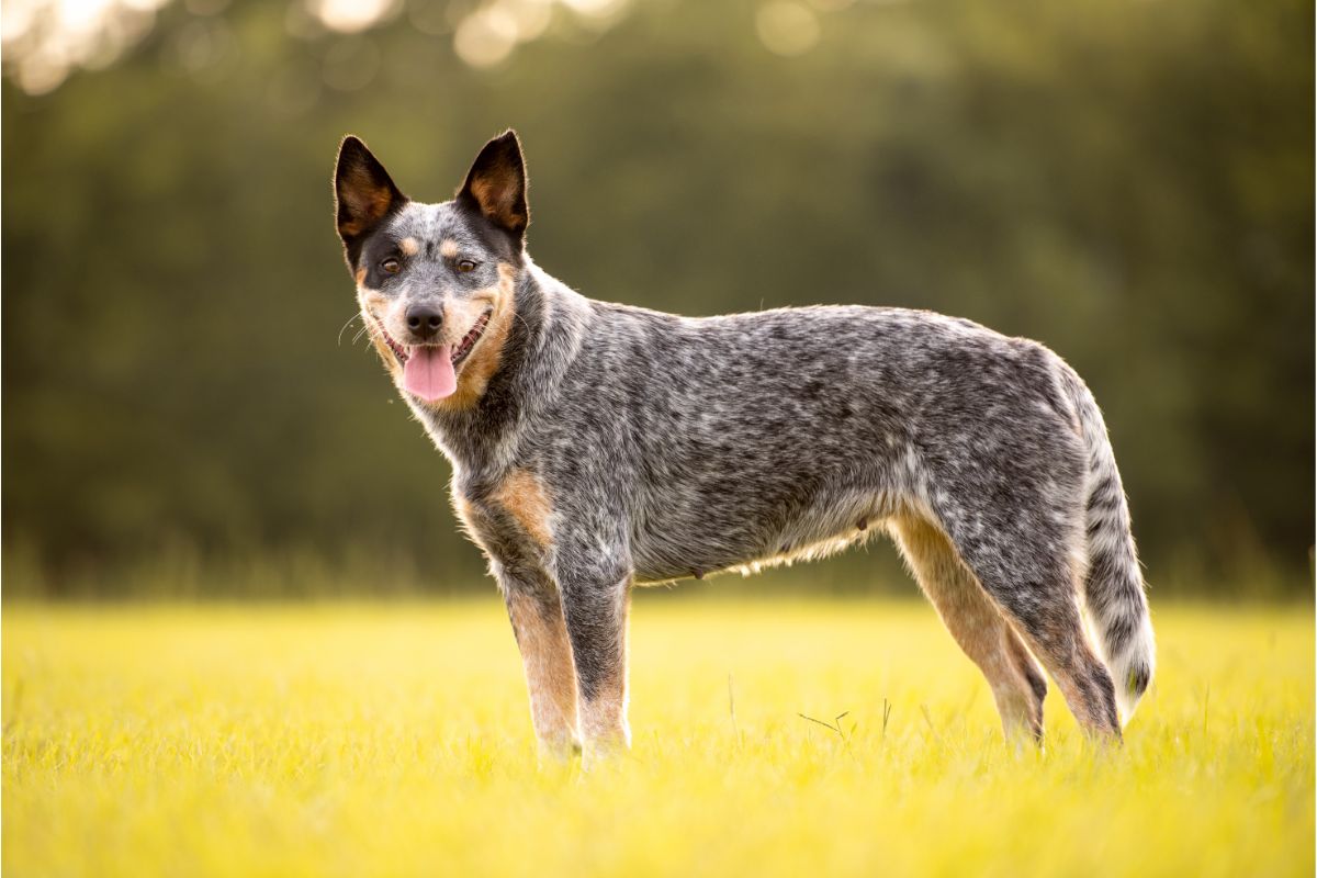 Australian Cattle Dog: Der wachsame Hund für aktive Familien