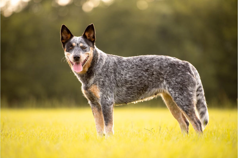 Australian Cattle Dog: Der wachsame Hund für aktive Familien