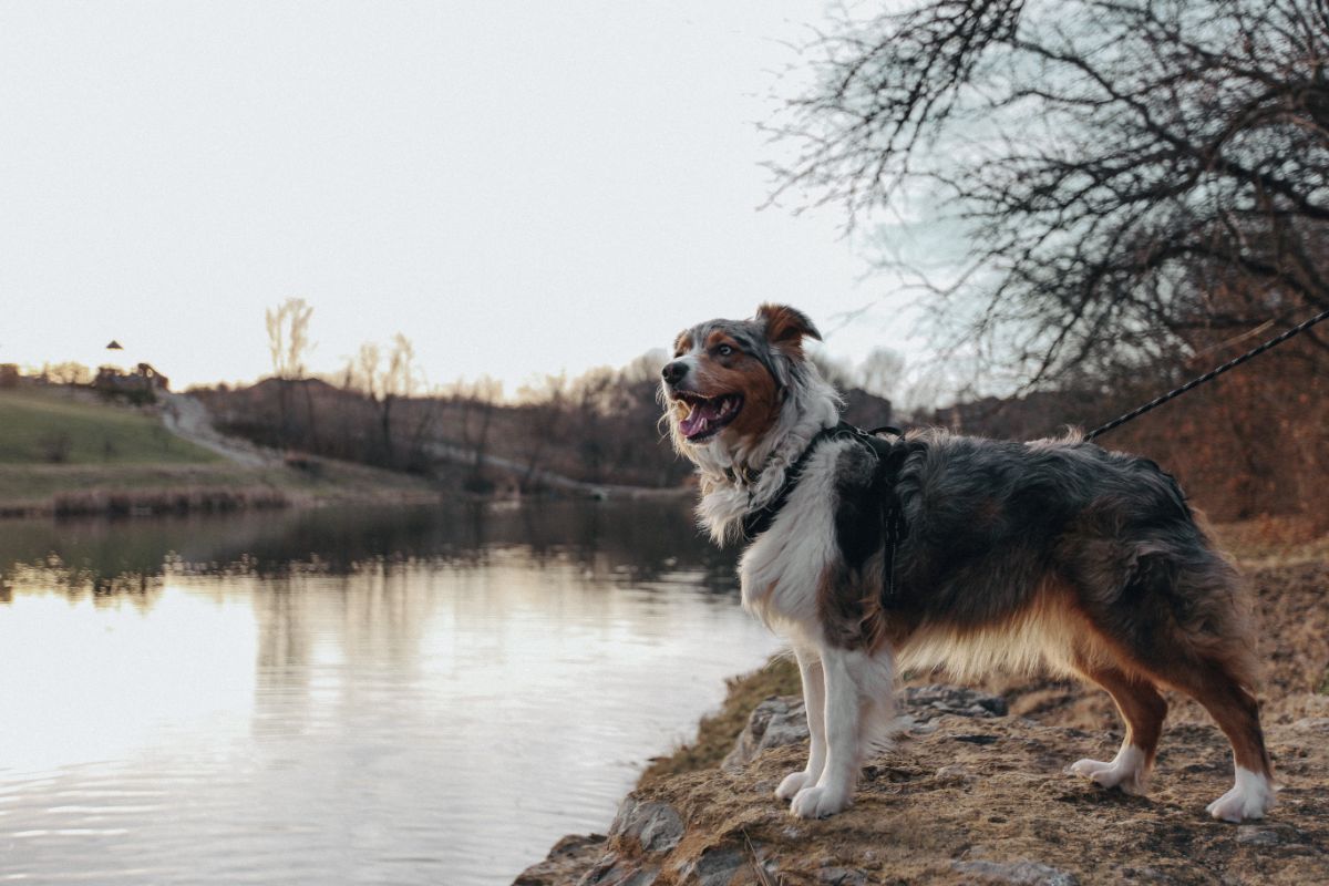 Australian Shepherd: Merkmale, Größe und Ausbildung