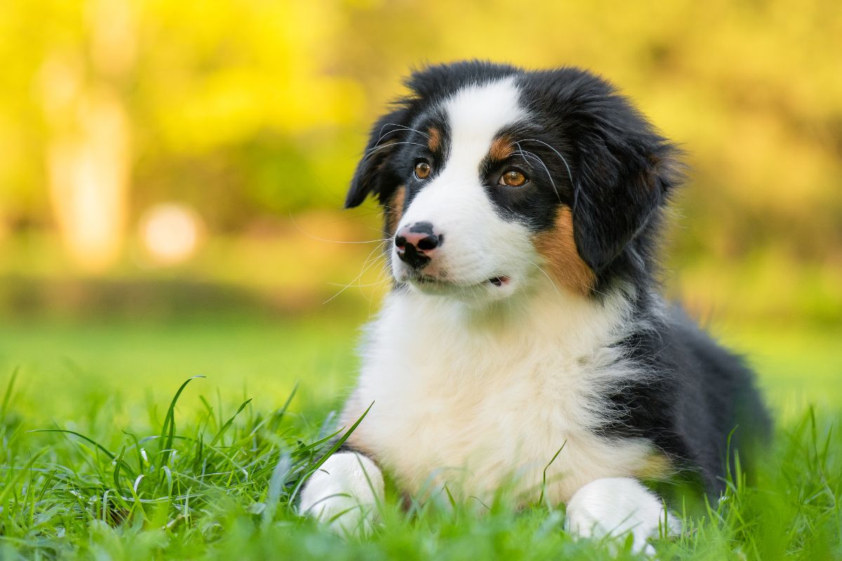 Australian Shepherd Welpen: Welche Kosten kommen auf Dich zu?