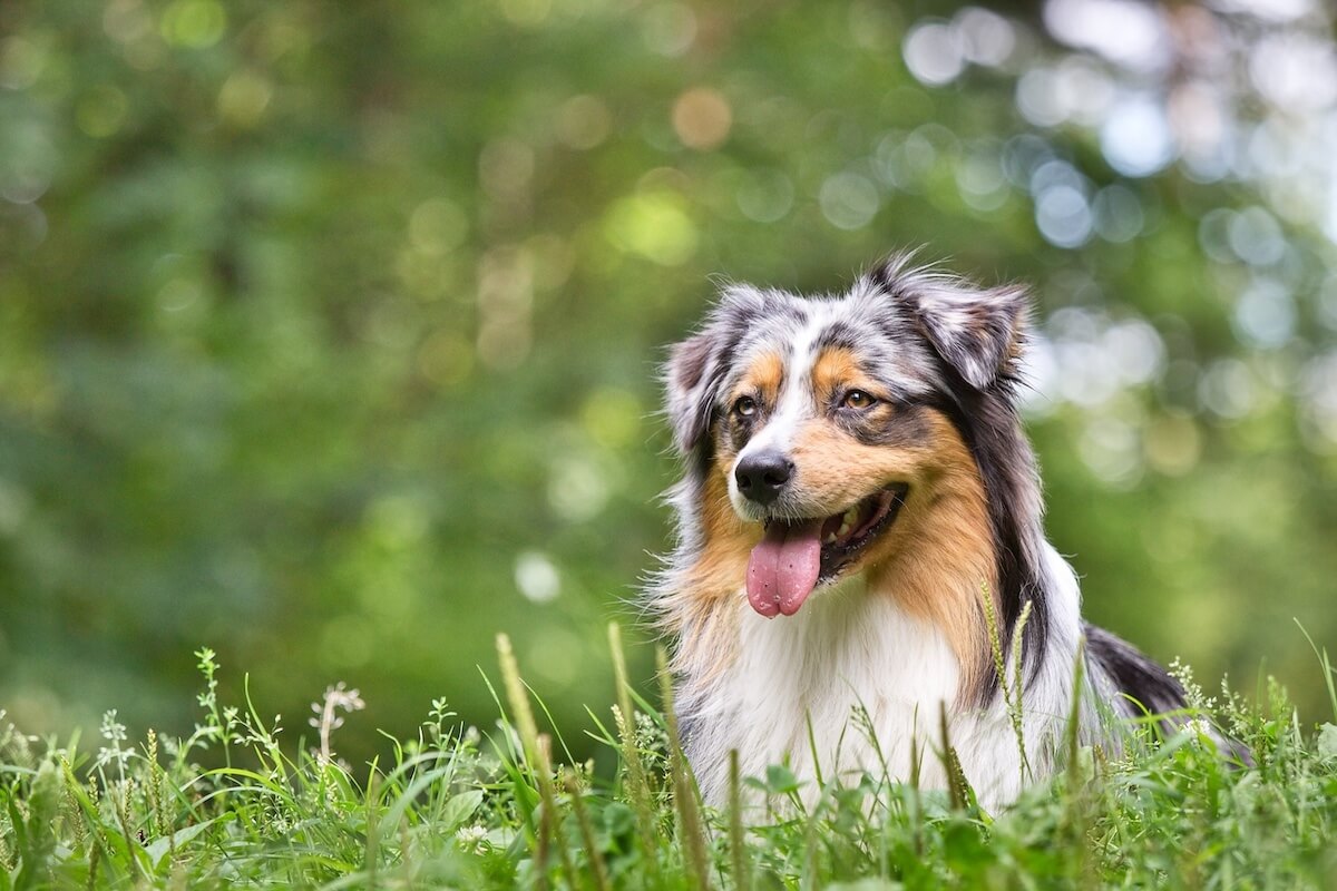 Australian Shepherd: Ein intelligenter und energiegeladener Familienhund