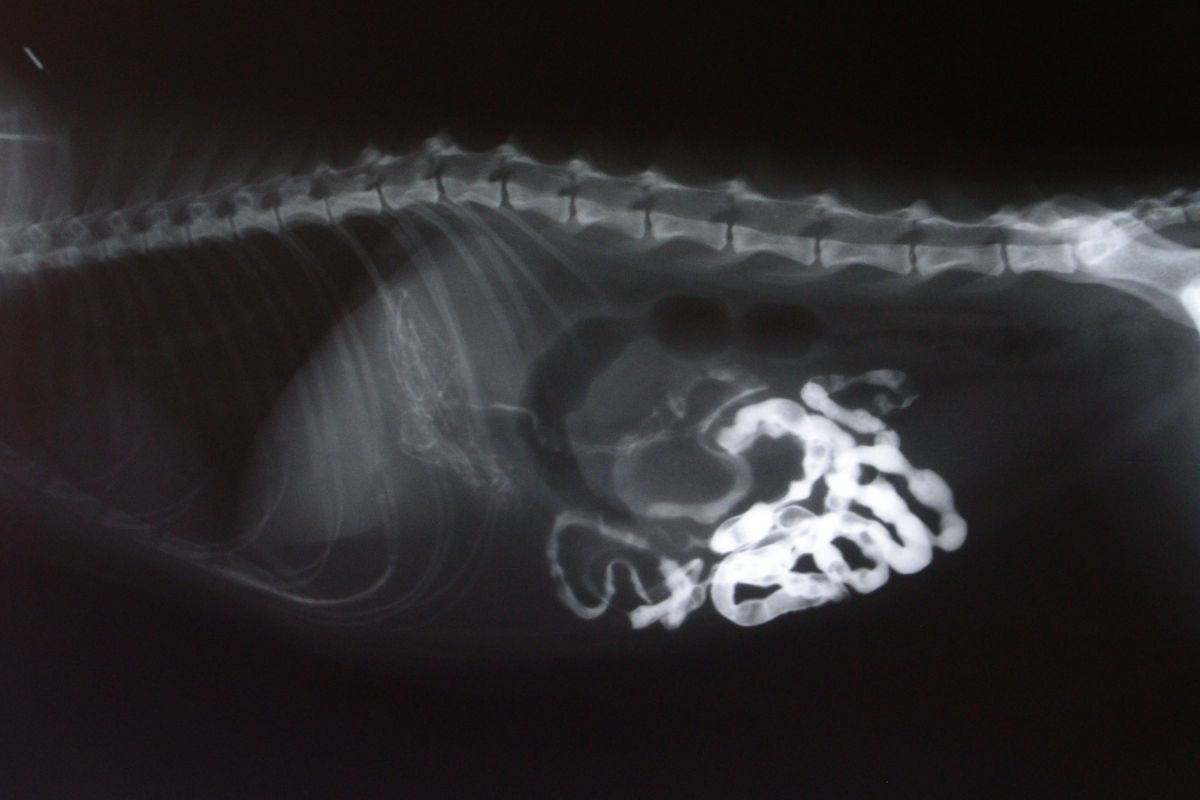 Bariumsulfat bei Hunden